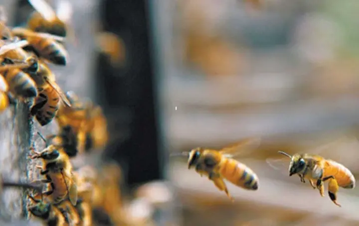 मधुमक्खी पालन बना जीविका का आधार 